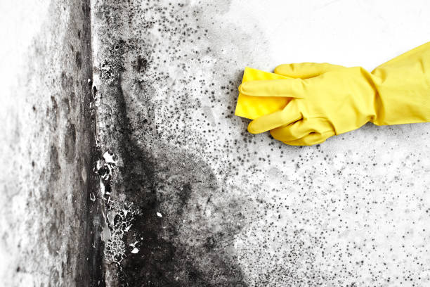 Best White Mold Remediation in Myrtle Creek, OR