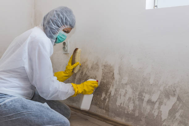 Professional Mold Remediation in Myrtle Creek, OR