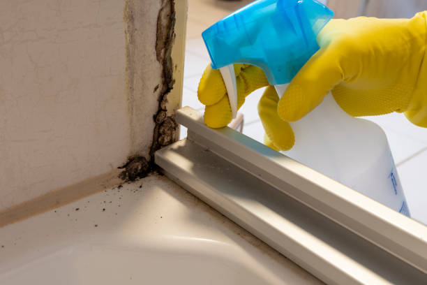 Best Commercial Mold Remediation in Myrtle Creek, OR