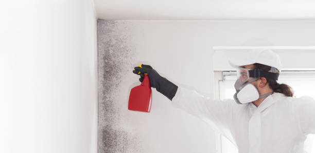 Best Black Mold Remediation in Myrtle Creek, OR