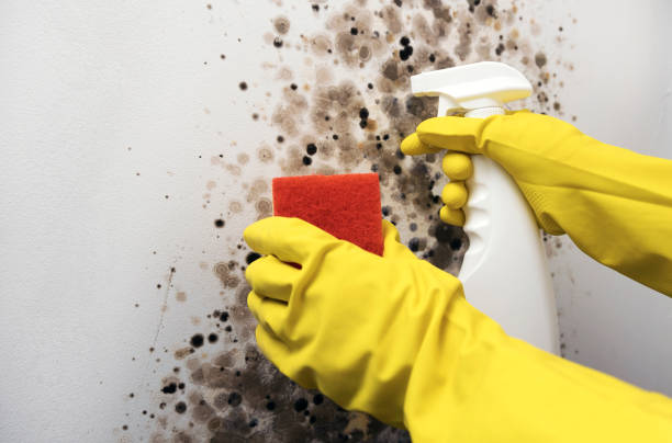 Best Post-Flood Mold Remediation in Myrtle Creek, OR