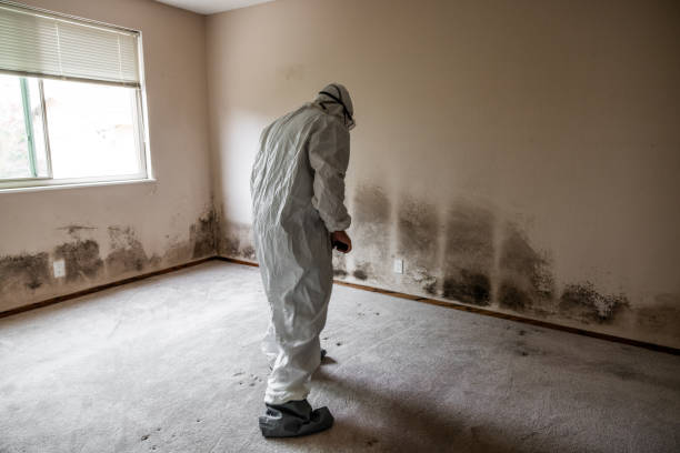 Best Commercial Mold Remediation in Myrtle Creek, OR