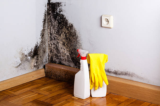 Best Localized Mold Remediation (e.g., coastal areas, humid climates) in Myrtle Creek, OR